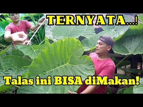 Video: Talas Bisa Dimakan