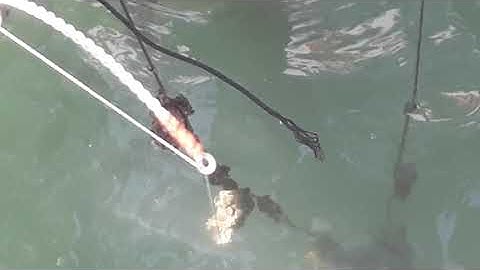 Cá dìa chạy đàng đàng vào gần  bờ gặp ngay cần thủ là hết thót khổi : ( tập 79)