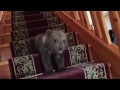 Медвежонку Мансуру  всего несколько месяцев и он учится спускаться по лестнице (начало лета 2017г)