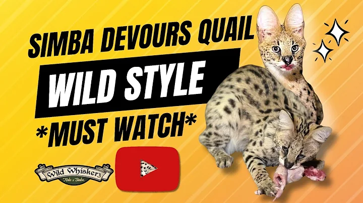 Video 3772371: serval cat pet, african serval pet, petted enjoying