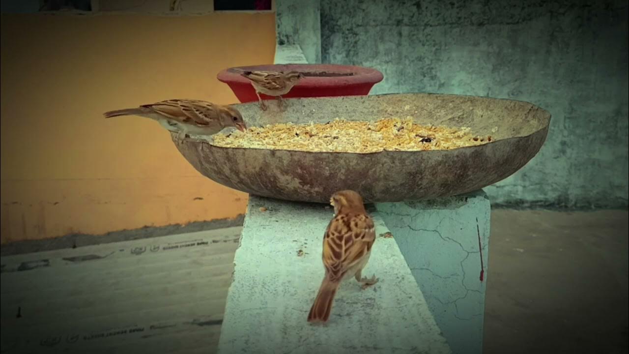 Beautiful Birds Eat Food video Safe Birds Akashpalak YouTube