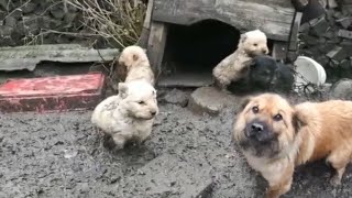 Mama Dog & 5 Little Puppies Trapped in Mud, Eat Ddirt to Try to Live Every Day in Despair