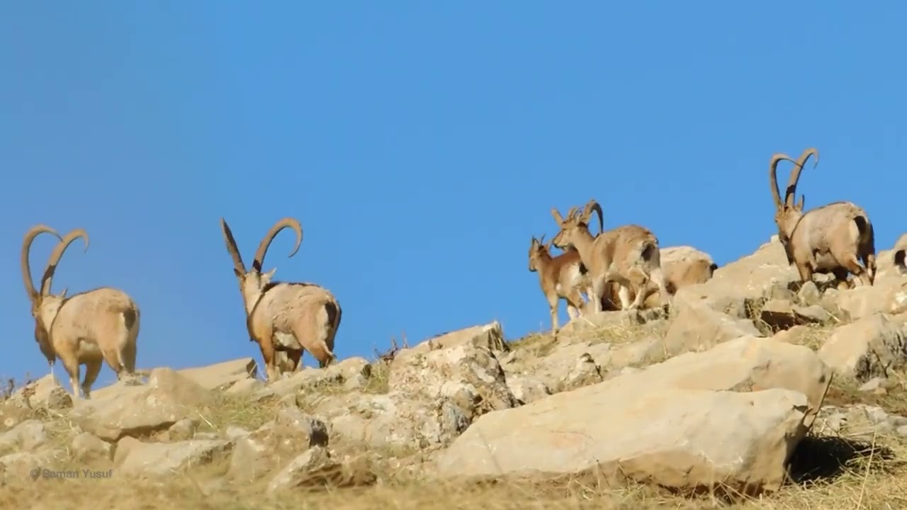 Srushti Kurdistan - Kurdistan Nature - سروشتی کوەدستان