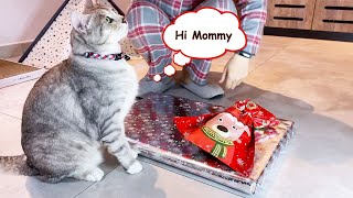 Cute Cats Unwrap Gifts: Fun for First Time Cat Owners🙀 by Lion City Cats  609 views 1 year ago 2 minutes, 3 seconds