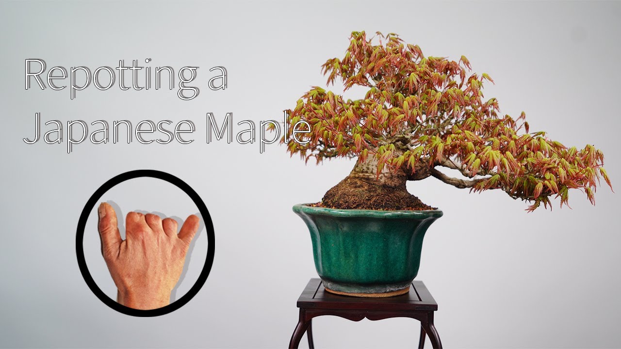 [송설분재] 분재(盆栽), 산단풍나무 분갈이 및 관리요령 (repotting japanese maple - by master Cho)