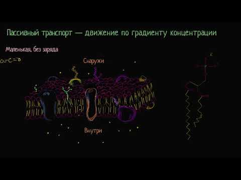 Пассивный транспорт и избирательная проницаемость (видео 7) | Мембранный транспорт  | Биология