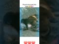 Punch-kun got His Bed #shorts #shortsyoutube #shortvideo #shortsfeed #short #shortsvideo