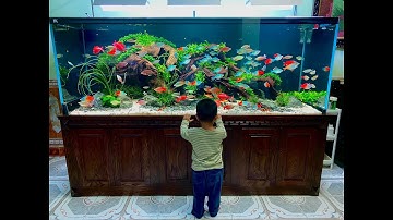 Rainbow Fish Tank VN - Hồ Cá Cầu Vồng Siêu Đẹp QC: 225x75x81H