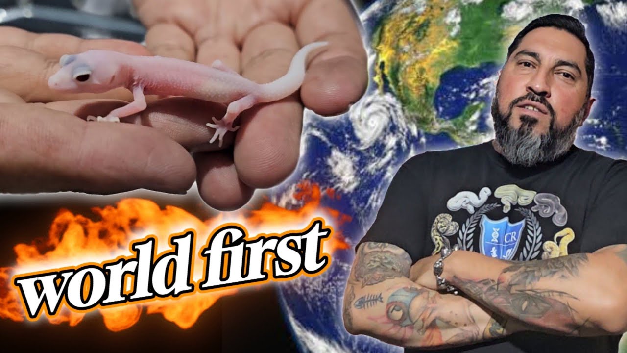 NACEN GECKOS LEOPARDO UNICOS EN EL MUNDO 🌎 | WORLD FIRST | @acromantulaspider9008