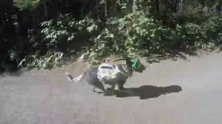 Famous Ruffwear Singletrak Pack and Rex Specs in action Wealth