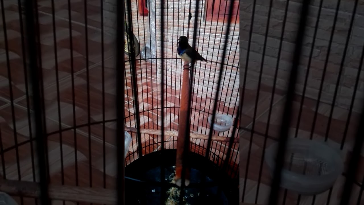 Sogok Ontong Gacor Isian Pleci By Yoedi Buzz