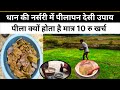 Dhan ki nursery pila desi upay | dhan narsari pilapan sarso khali | धान नर्सरी पिलापल ( पीला ) 2025