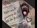 Comment groomer la tête d'un Griffon Korthal | Tuto parti 2 | Grooming head WPG