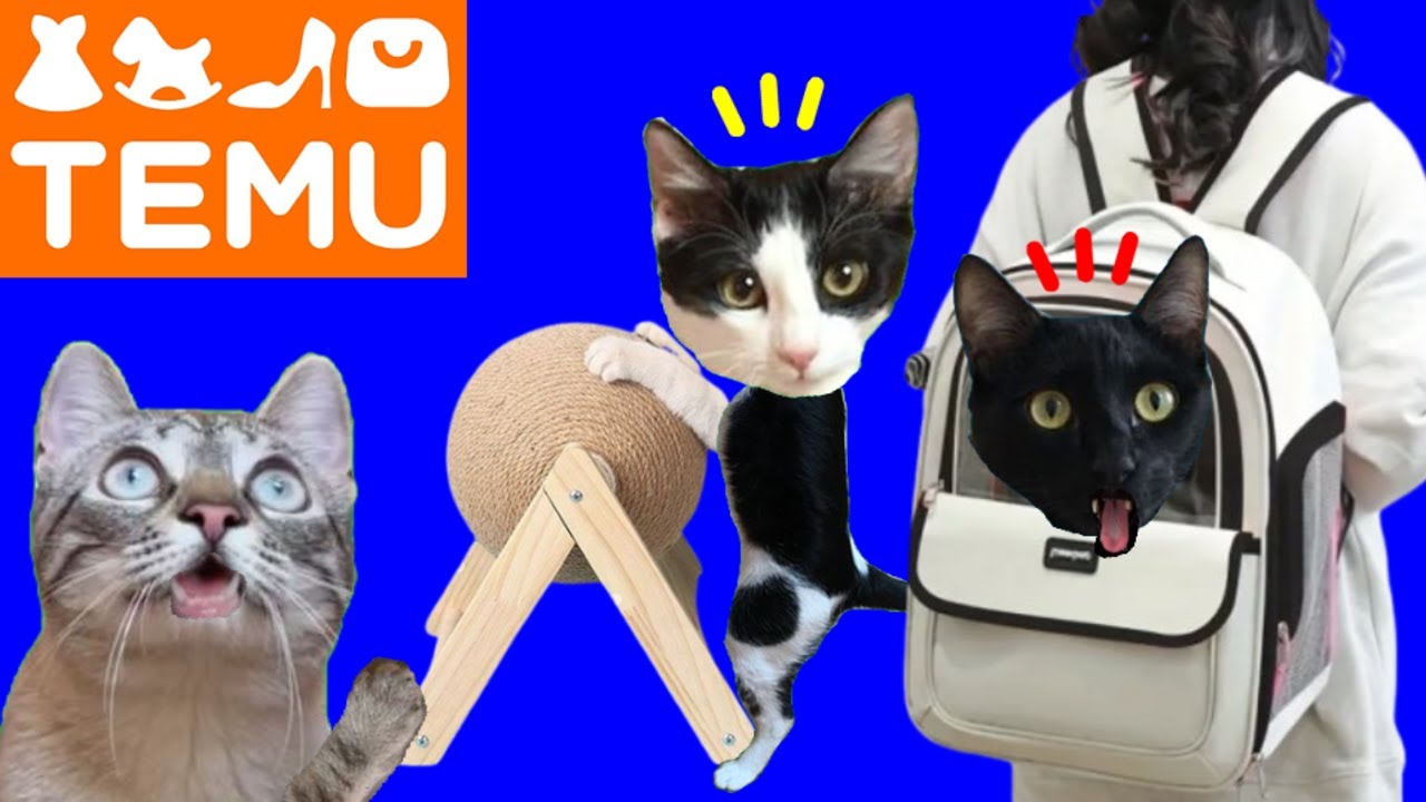 CAJA MISTERIOSA DE JUGUETES PARA GATOS LUNA Y ESTRELLA de TEMU / Videos de animales graciosos