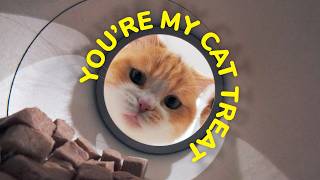 🤣Experience Being Eaten by My 9 Cats by Lucky Paws 4,402 views 5 months ago 8 minutes, 9 seconds