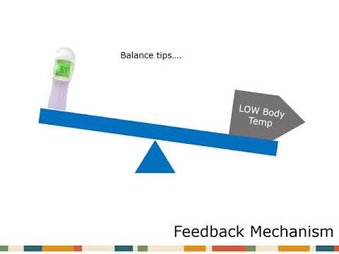 Homeostasis and Feedback Type 2 Diabetes GSEO
