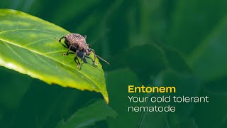 Entonem: your cold tolerant nematode