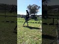 #newhorse#showjumping#viral#fyp