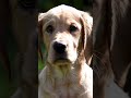 Cutest Puppy Head Tilt Reaction You NEED To See! 😂 #shorts