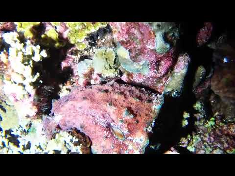 Video: Sea Hare: Fish From The Pacific