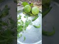 Guava Fruit Growing on Tree | Fresh Tropical Guava Farm View | Nature & Agriculture