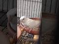 Chicky’s such a cute, happy little soul, always singing away! ✨🦜💖 #cockatielscraze