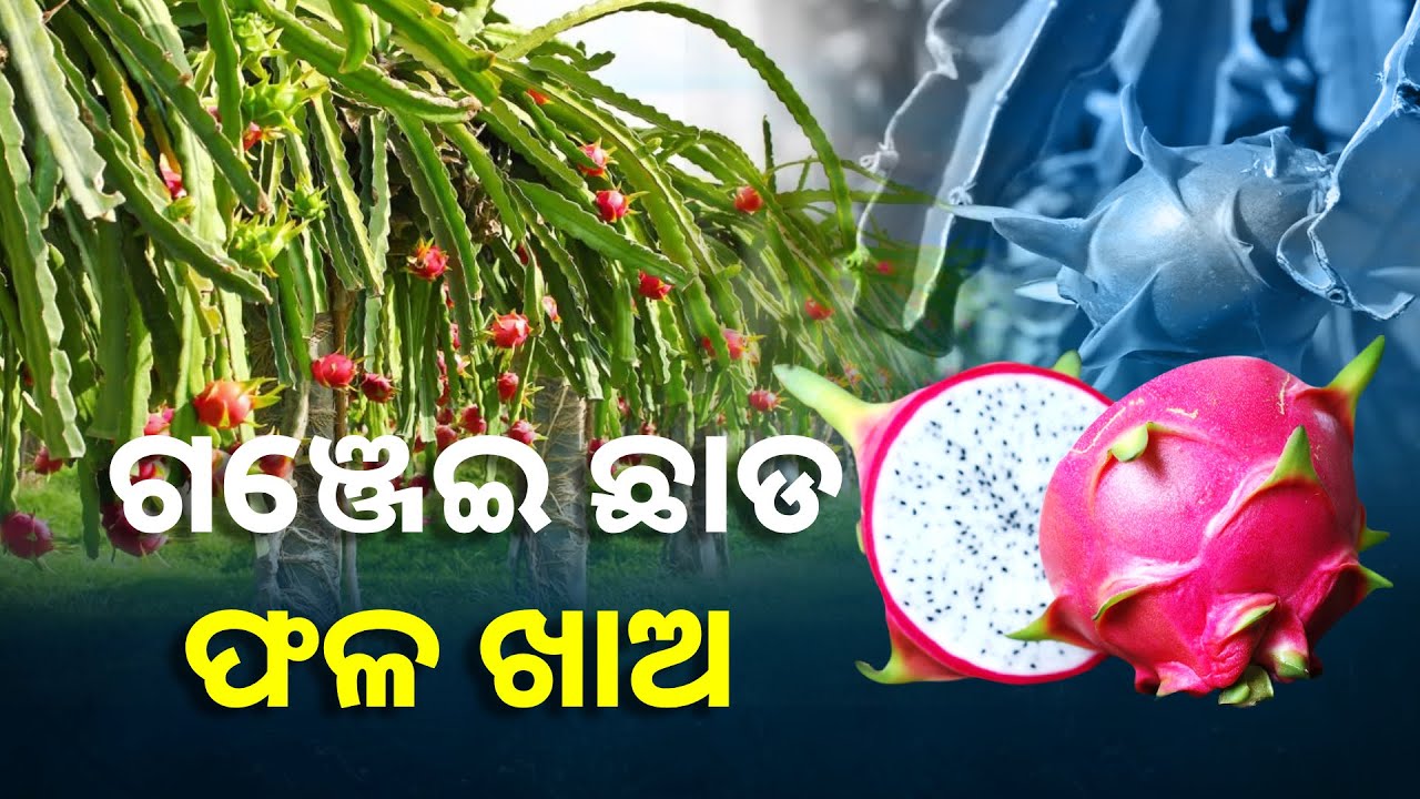 କନ୍ଧମାଳରେ ଗଞ୍ଜେଇ ଚାଷକୁ ରୋକିବା ପାଇଁ ପ୍ରଶାସନର ଭିନ୍ନ ଆଭିମୁଖ୍ୟ, ସବୁଆଡେ କରୁଛନ୍ତି ଫଳ ଚାଷ