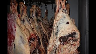 How much meat can you expect from a beef carcass