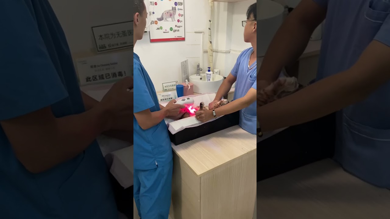 Laser physiotherapy for cats