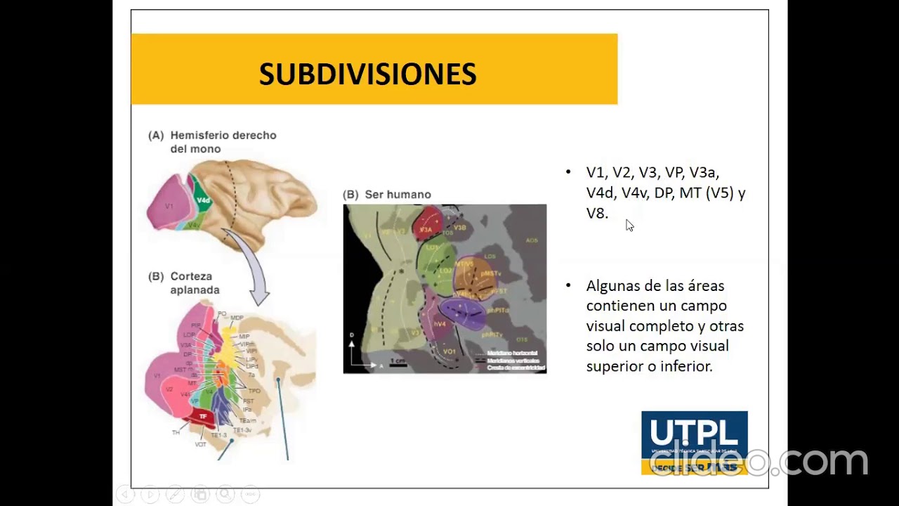 Lóbulos occipitales (Kolb)