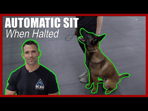 Teaching The Automatic Sit When Halted at The Tom Rose School