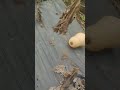 Pumpkin Harvest