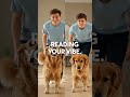The Guilt Myth: What Your Dog’s "Guilty Face" Is Actually Saying 🐕🫣 #TheStorytellingDog #DogBehavior