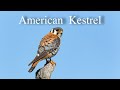 American Kestrel