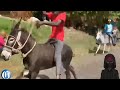 Annual Donkey Racing In Jamaica