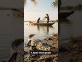 Crocodile  #trendingshorts #wildlife #jimcorbettwildlifeandnatureview #philippines #buwaya #facts