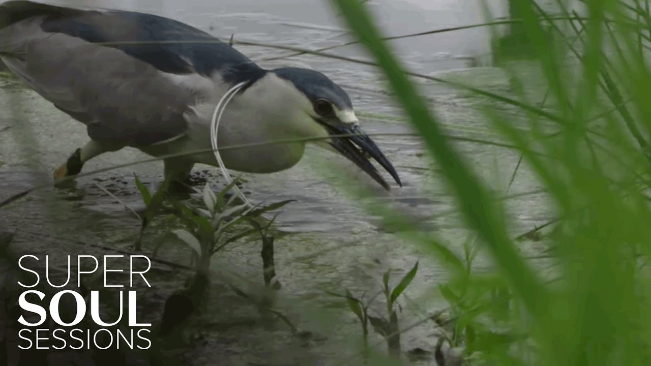 Night Heron | SuperSoul Sessions | Oprah Winfrey Network