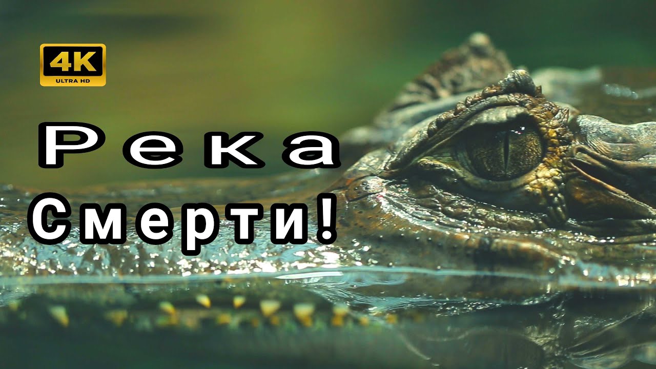 Река смерти💀 Самое опасное место на планете!🌍#амазонка