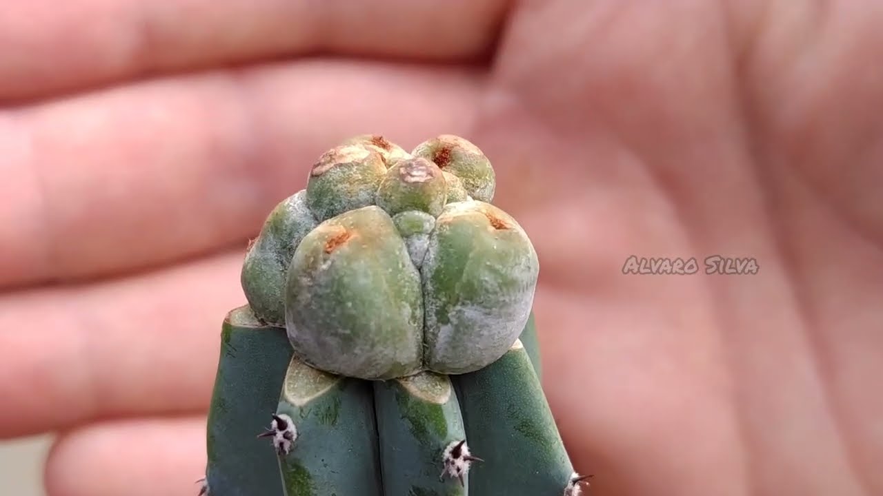 Stenocereus beneckei f. inermis enxertado em myrtillocactus
