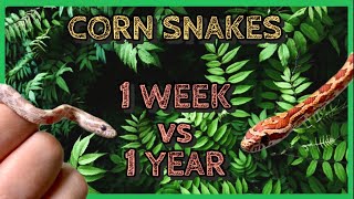 Corn Snake Morphs | 1 Week Old vs 1 Year Old Comparison!