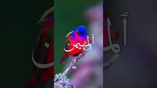 The best Islamic shorts and name of Allah#islamicrecitation #islamicstatus #nameof Allah #islamic