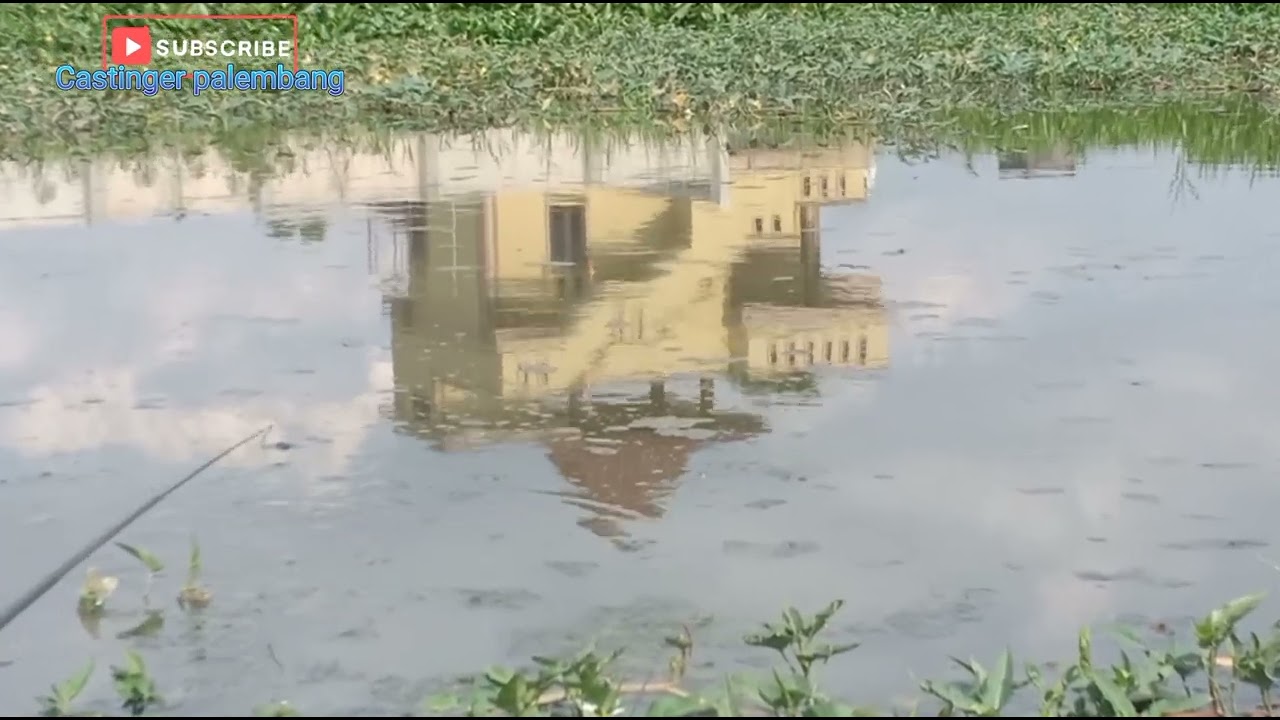 Spot Nila Liar Di Rawa Perumahan