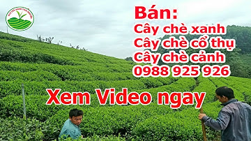 Bán cây chè cổ, cây chè cảnh, cây trà xanh Thái Nguyên