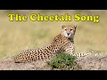 The cheetah song  animal songs for kids  fun cheetah facts for kids  silly school songs 