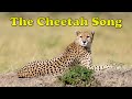 Cheetah Facts Quiz