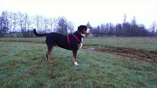 Grosser Schweizer Sennenhund/Grand Bouvier Suisse / Albert 20.02.2013  18.03.2024