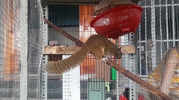 Con Sóc Mẹ và Tiếng Kêu Sóc Con - Mother squirrel and baby squirrel cry