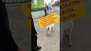 Um cachorro em situação de rua
