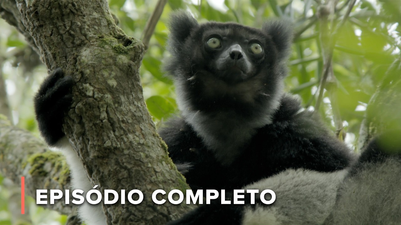 Rastreando Indris ameaçados de extinção: busca diária pela sobrevivência | Terra dos Gremlins 101