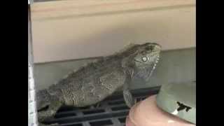 L'iguane avril 2012.wmv
